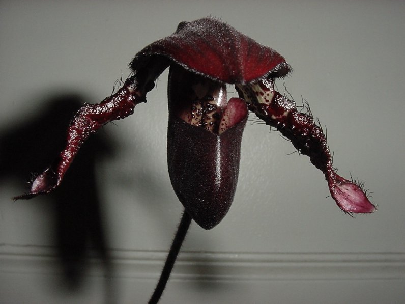 black lady-slipper orchid