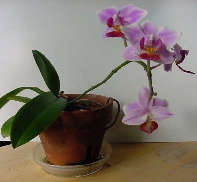 orchid